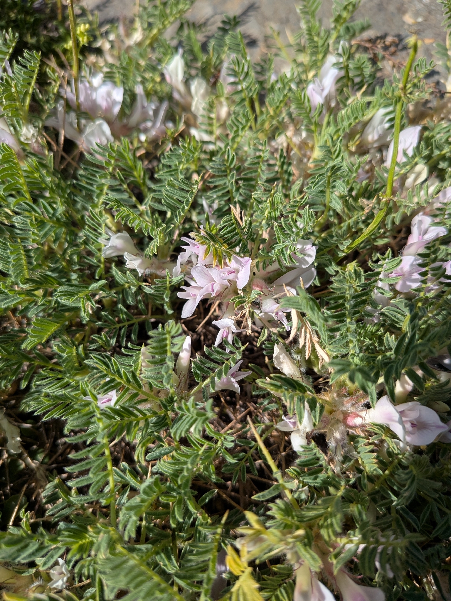 Mountain Tragacanth (Astragalus sempervirens)