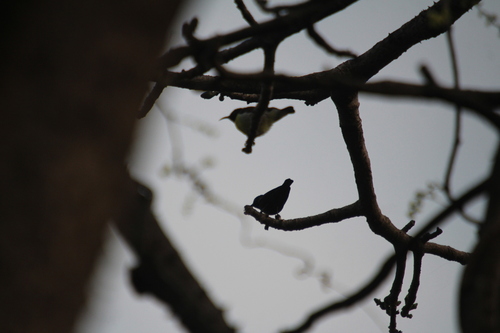 Purple-rumped Sunbird (Leptocoma zeylonica), photo 6