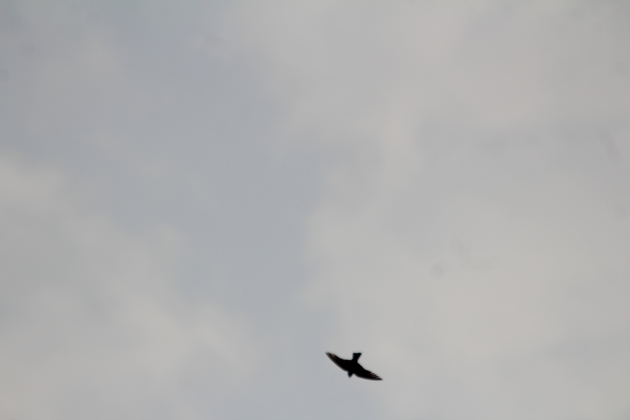 Dusky Crag Martin (Ptyonoprogne concolor), photo 7