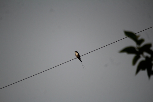Wire-tailed Swallow (Hirundo smithii), photo 8