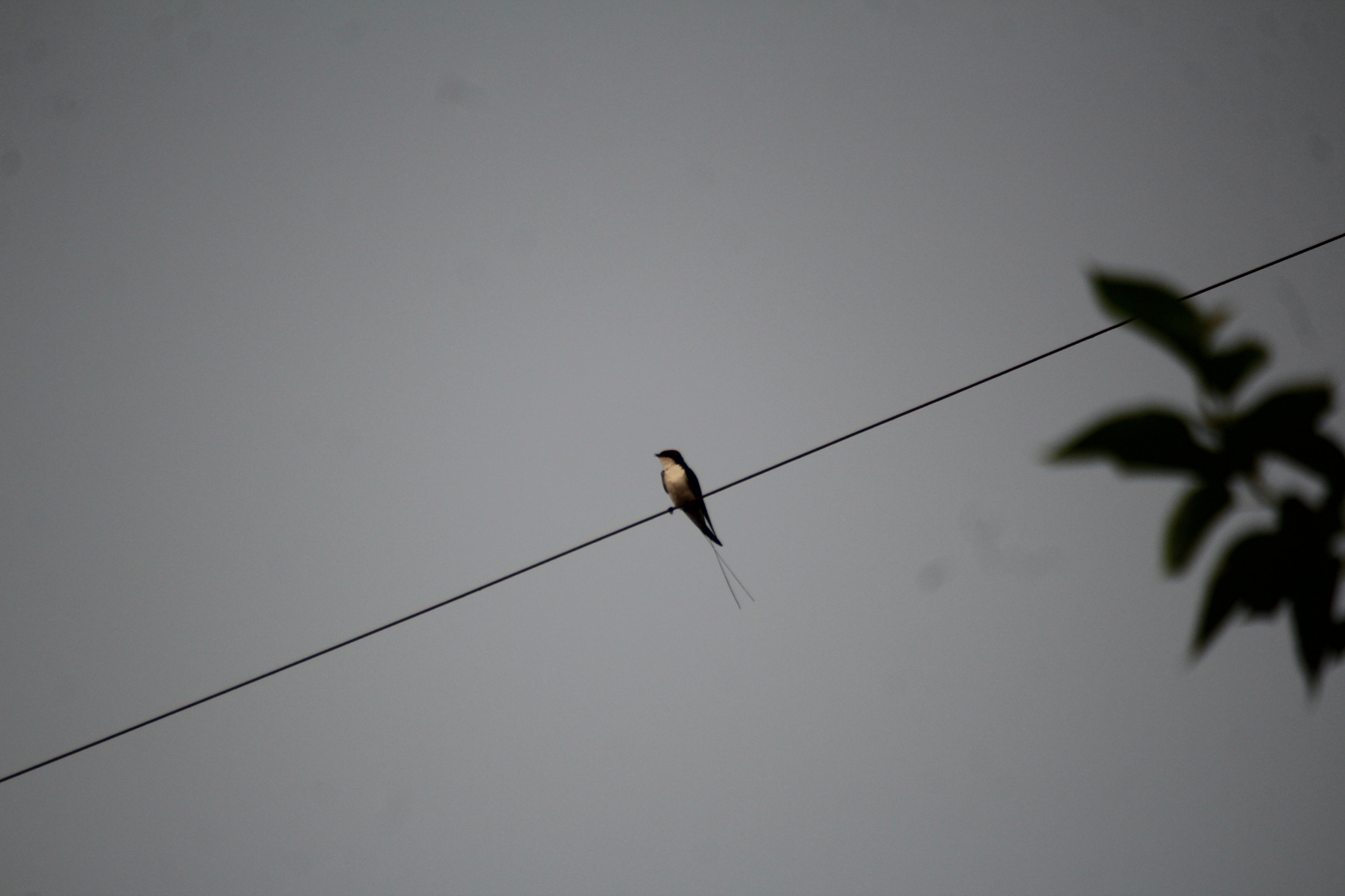Wire-tailed Swallow (Hirundo smithii), photo 5