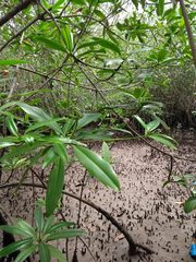 Pelliciera rhizophorae