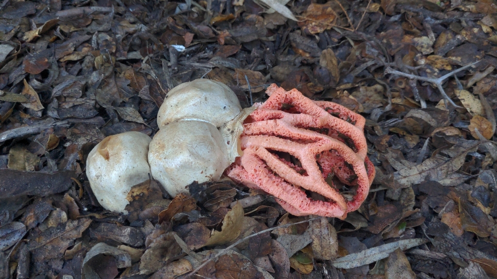 Clathrus ruber · January 2026 · photo: © georgewilliams1 (iNaturalist, cc0)