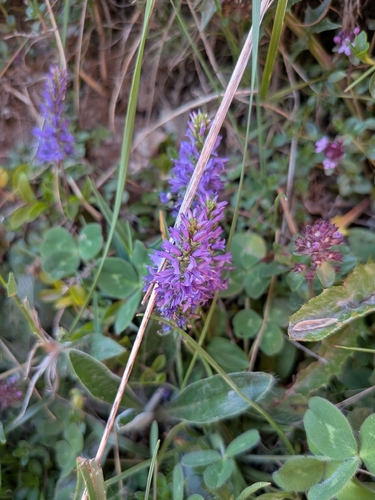 Allioni's Speedwell (Veronica allionii)