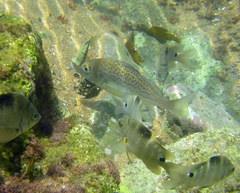 Pomadasys commersonnii