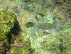 Pomadasys commersonnii