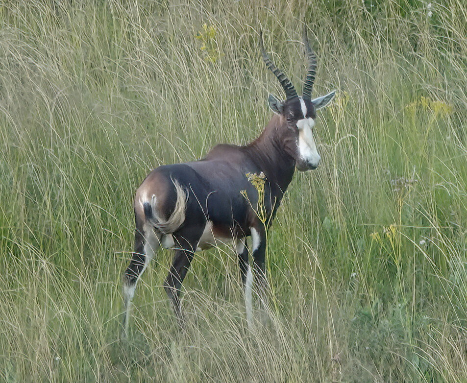 Damaliscus pygargus phillipsi, KwaZulu-Natal, South Africa, by catmcgr8