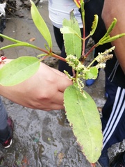 Laguncularia racemosa