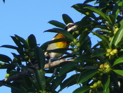 Spindalis zena benedicti