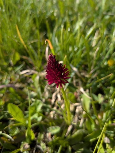 Dark Vanilla Orchid (Gymnadenia rhellicani)