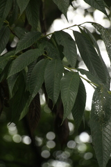 Prunus serratifolia