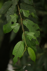 Prunus serratifolia