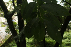 Prunus serratifolia