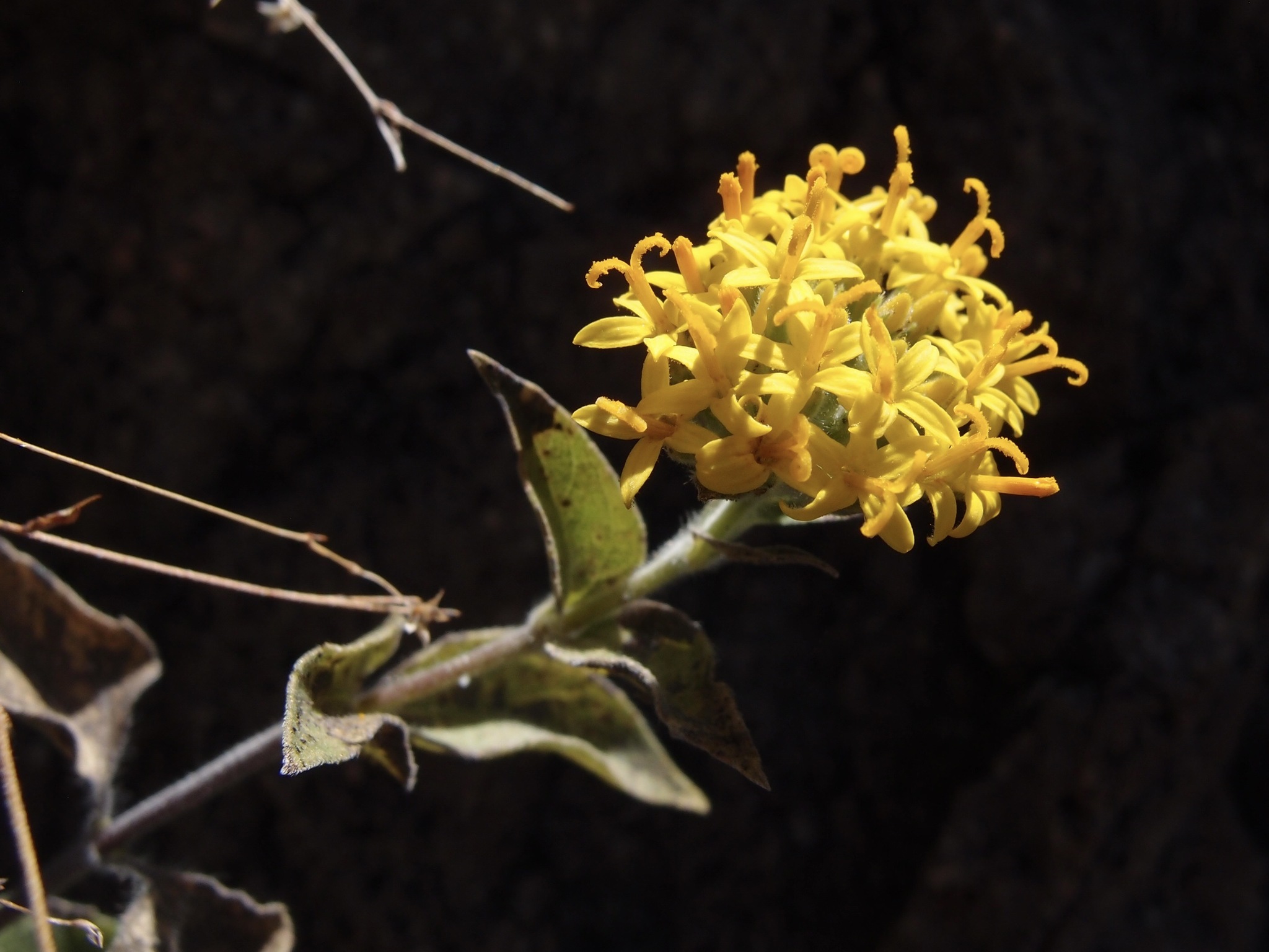 Doll's Head (Lagascea decipiens)