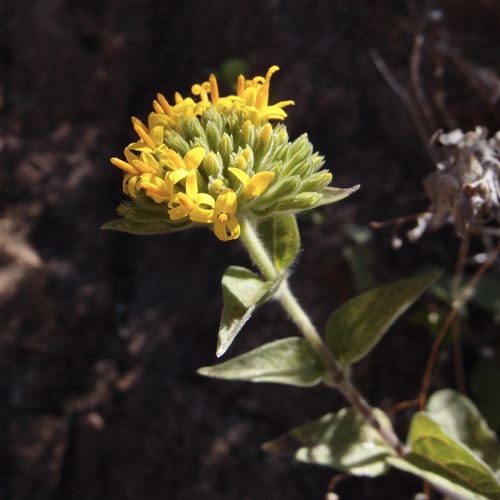 Lagascea decipiens, photograph 1