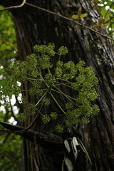 Pentapanax leschenaultii