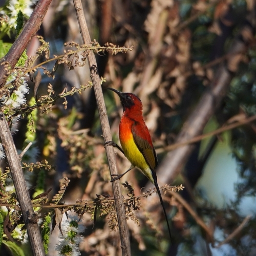 Mrs. Gould's Sunbird (Aethopyga gouldiae)