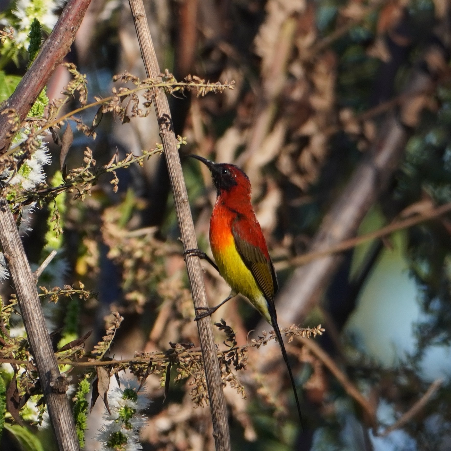 Mrs. Gould's Sunbird (Aethopyga gouldiae), photo 1