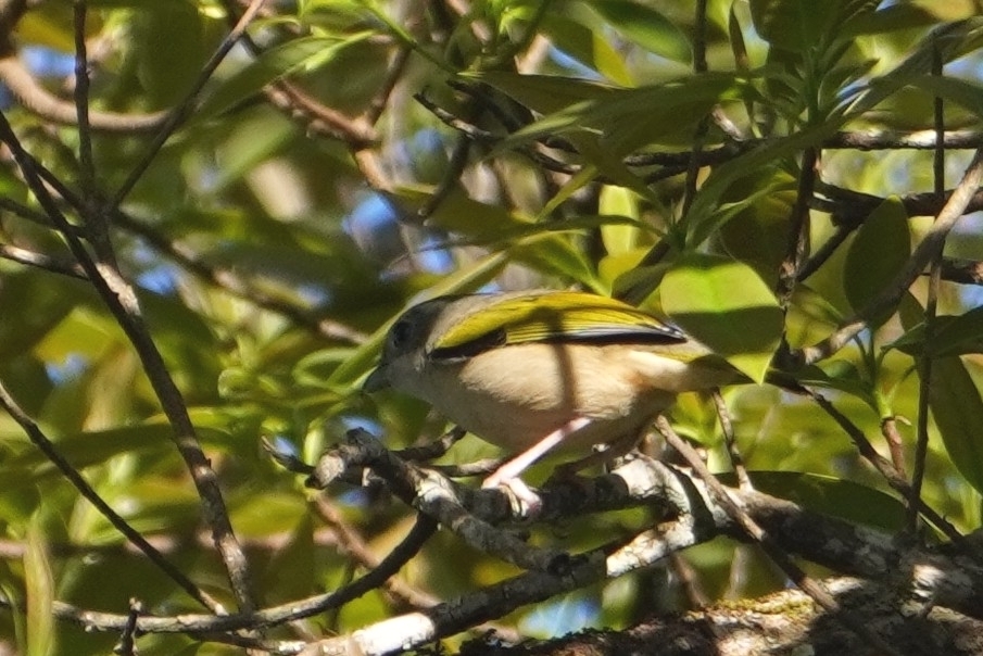White-browed Shrike-babbler (Pteruthius aeralatus), photo 1