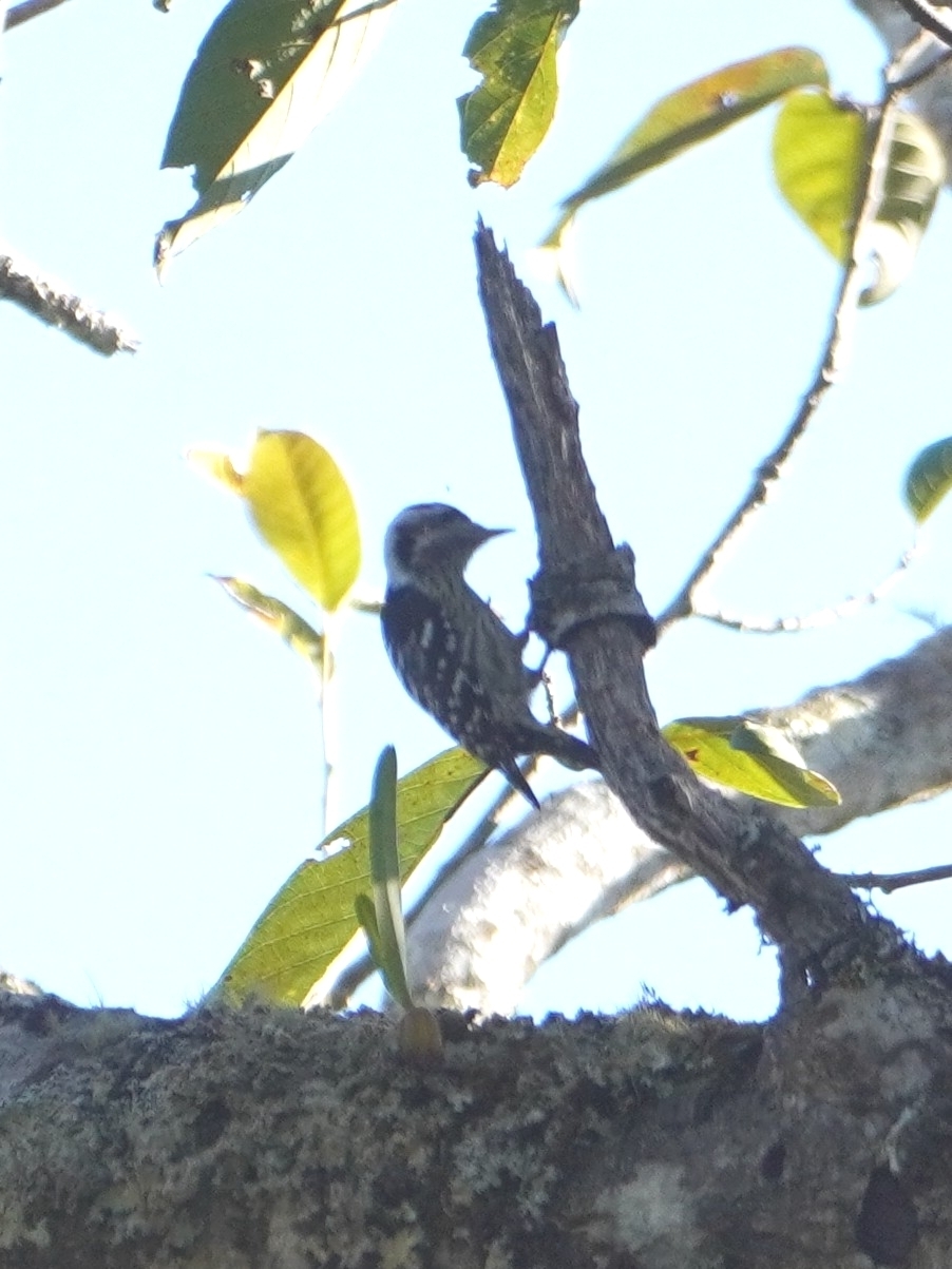 Grey-capped Pygmy Woodpecker (Yungipicus canicapillus), photo 7