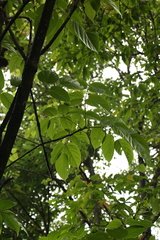 Pentapanax leschenaultii