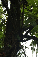 Pentapanax leschenaultii