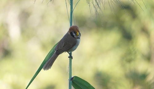 Spot-breasted Parrotbill (Paradoxornis guttaticollis), photo 10