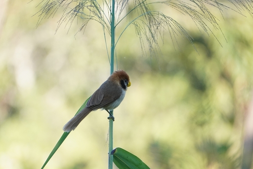 Spot-breasted Parrotbill (Paradoxornis guttaticollis), photo 2
