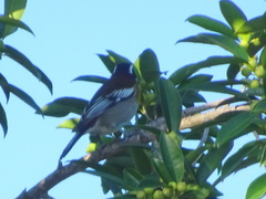 Spindalis zena benedicti