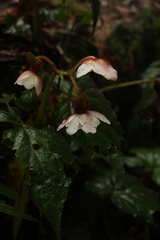 Begonia picta