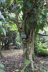 Dendrocnide stimulans