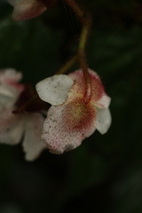 Begonia picta