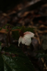 Begonia picta