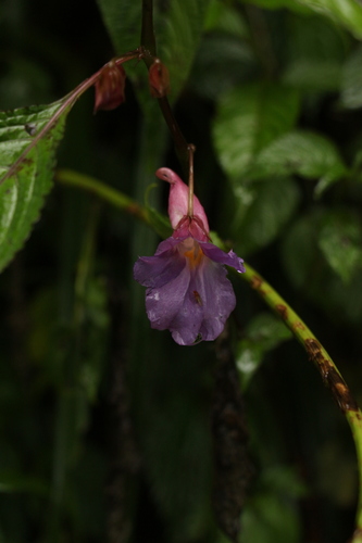 Impatiens arguta (Impatiens arguta)