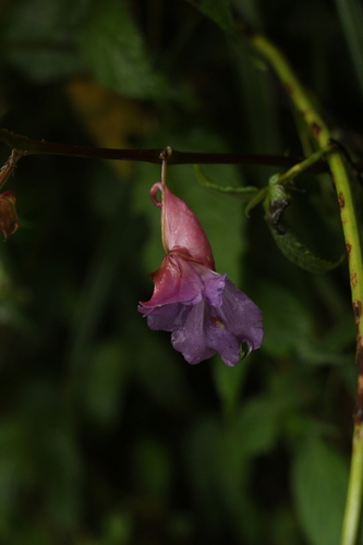 Impatiens arguta, photograph 1