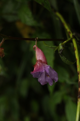 Impatiens arguta, photograph 2