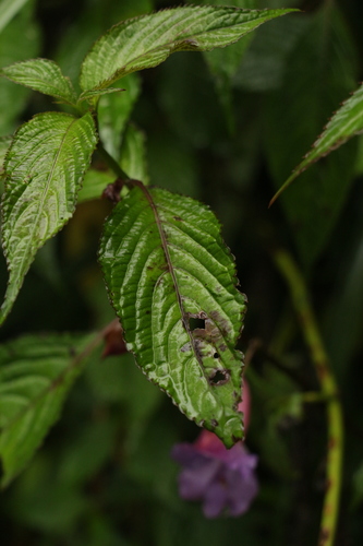 Impatiens arguta, photograph 3