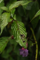 Impatiens arguta