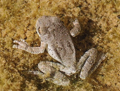 Osteopilus vastus