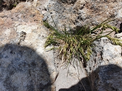 Poa novae-zelandiae