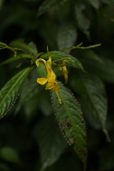Impatiens stenantha