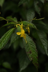 Impatiens stenantha