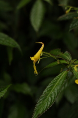 Impatiens stenantha