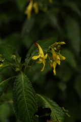 Impatiens stenantha