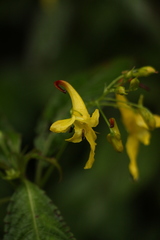Impatiens stenantha