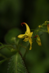 Impatiens stenantha