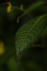 Impatiens stenantha