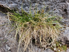 Carex cephalotes