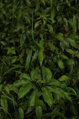 Arisaema tortuosum