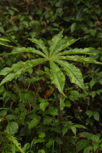 Arisaema consanguineum, photograph 6